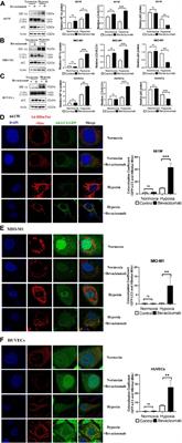 Mitophagy Protects the Retina Against Anti-Vascular Endothelial Growth Factor Therapy-Driven Hypoxia via Hypoxia-Inducible Factor-1α Signaling